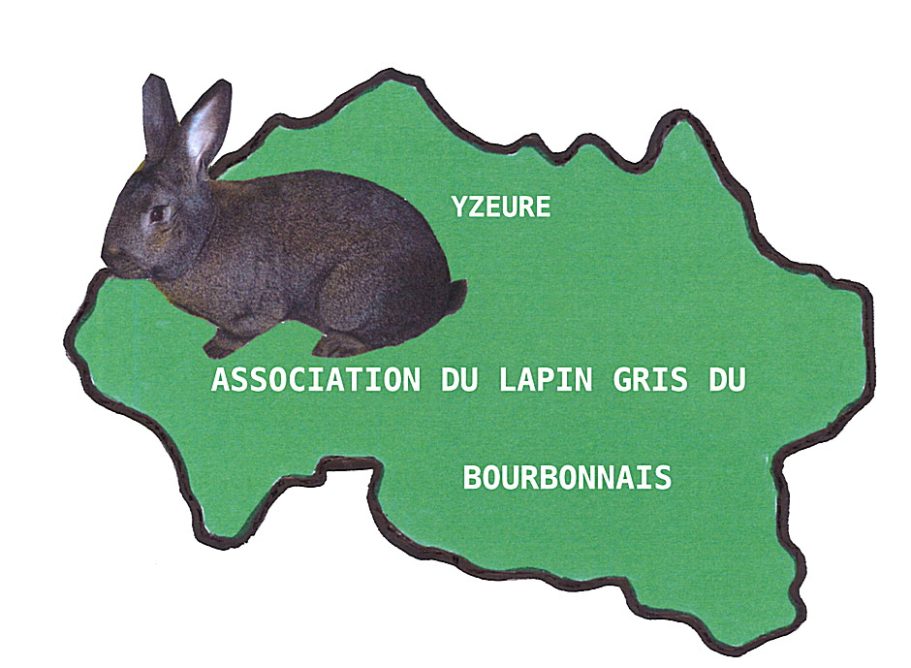 Très beau spécimen de lapin gris du Bourbonnais